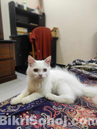 Pure Persian Male Cat